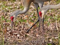 A1B8991c2  Sandhill Crane (Antigone canadensis) - adults with 2-3 day-old colts